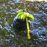 Costa Rica20150401-1950-0618